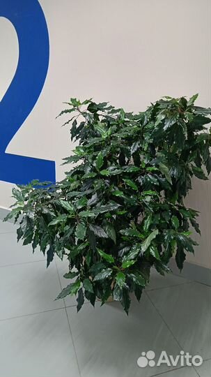 Гибискус китайская роза розовый