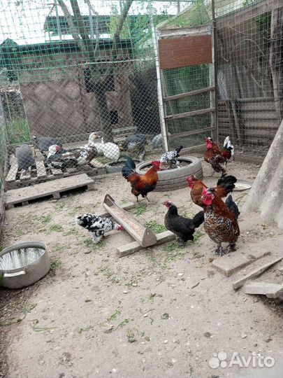 Петушки карликовые, Бентама