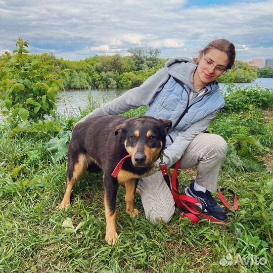 Добря ищет дом