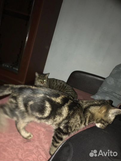 Потерялся кот