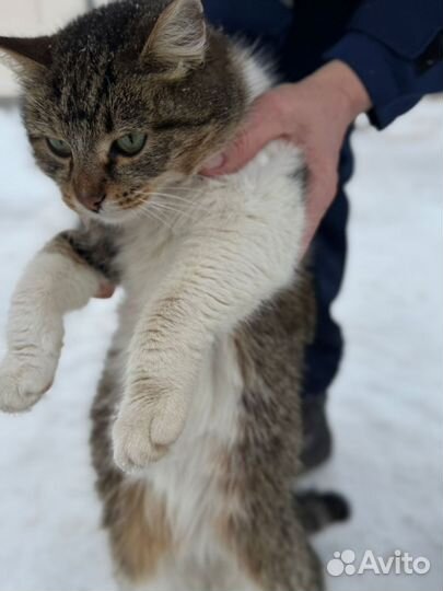 Кошечка мышеловка