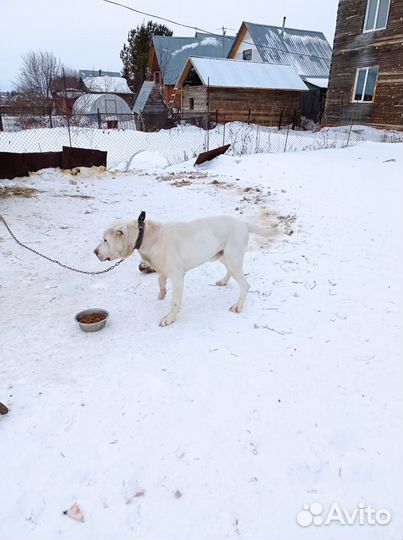 Собака в добрые руки, кабель, Алабай. Для охраны