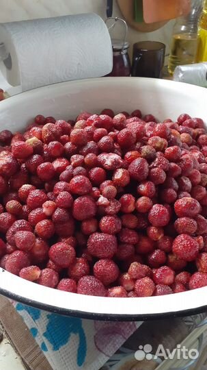 Рассада земляники садовой