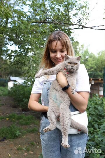 Лиловая британка в дар