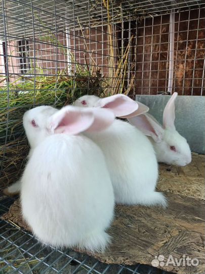 Кролики