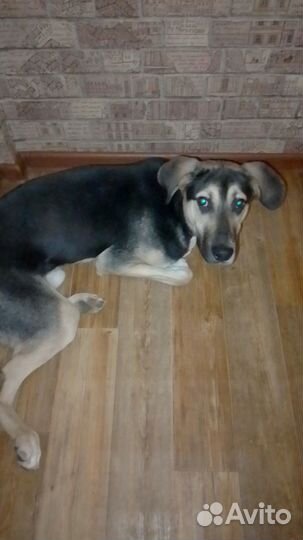 Собака в добрые руки отдам бесплатно