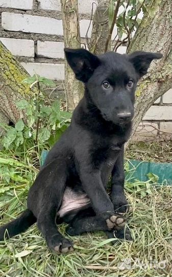 Щенок в добрые руки