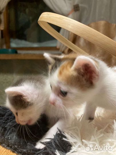 Котята отдам в добрые руки бесплатно