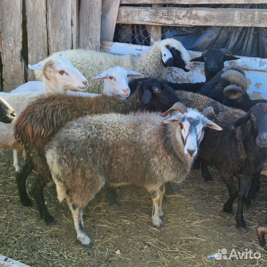 Овцы и телка