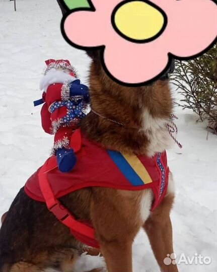 Шлейка для собаки