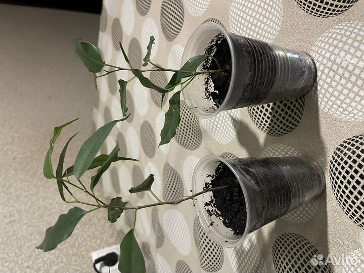 Комнатные растения фикус