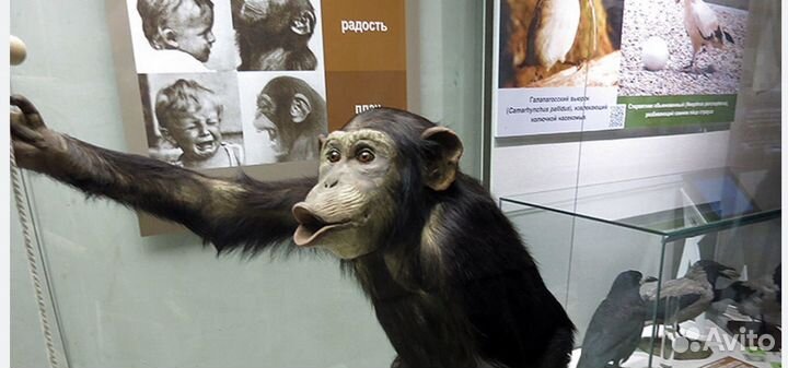 Билеты в Государственный Дарвиновский музей Москва