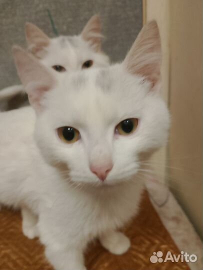 Котята отдам
