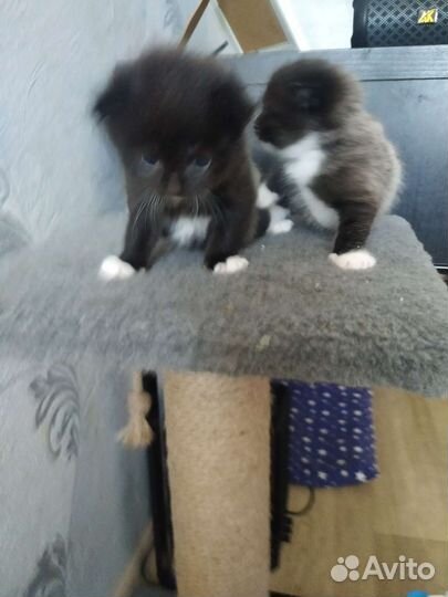 Шотландские вислоухие котята