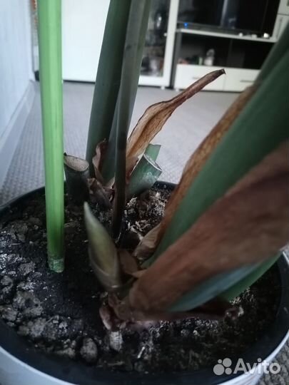 Замиокулькас