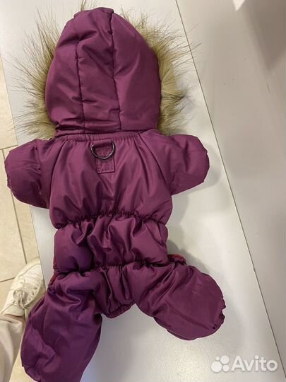 Одежда для собак