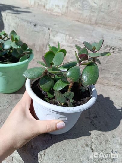 Толстянка (денежное дерево) готовое растение