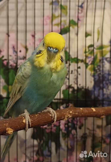 Попугай волнистый,Получех