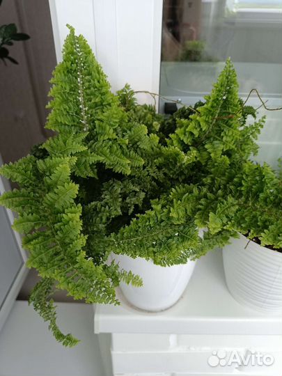 Папоротник нефролепис Кардитас