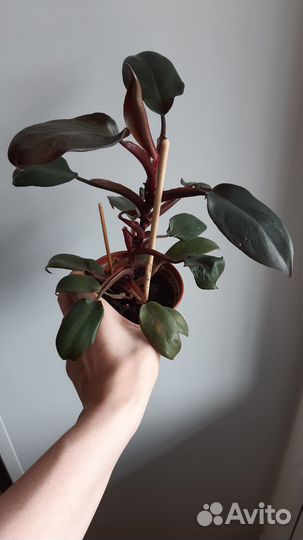 Филодендрон Блэк Кардинал