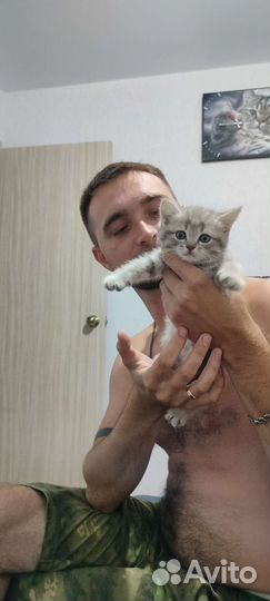 Котёнок девочка