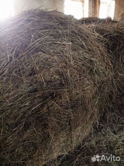 Сено в рулонах