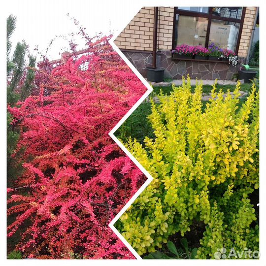 Барбарис Тунберга