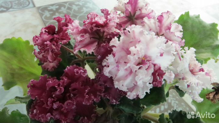 Сортовые фиалки, лучшие сорта