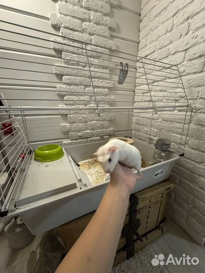 Морские свинки малыши