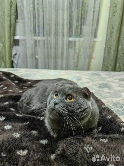 Отдам котика шотландца