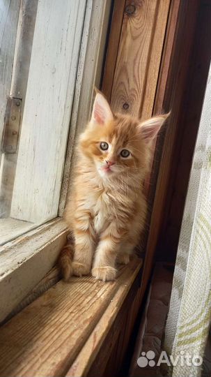 Помощь с домашними животными на время отпуска