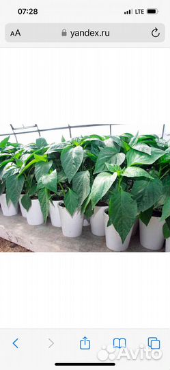 Рассада перца сладкого