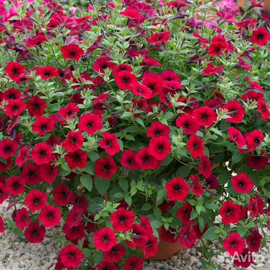 Петуния Тайдал