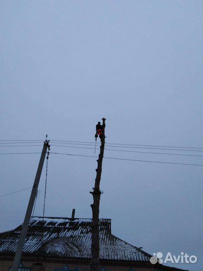 Профессиональный Спил деревьев, расчистка участков