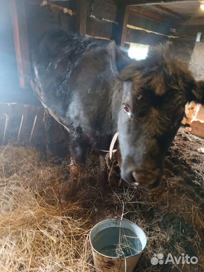 Абердин ангус телки