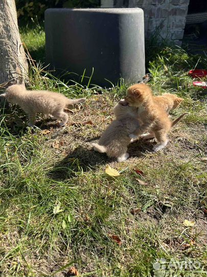 Котята в добрые руки