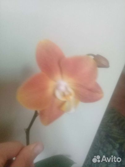 Орхидея фаленопсис Горизонт