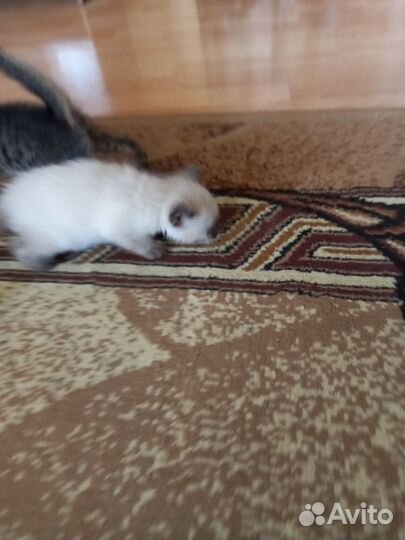 Отдам котят в хорошие руки бесплатно