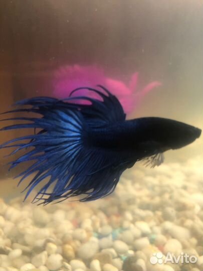 Рыба петушок