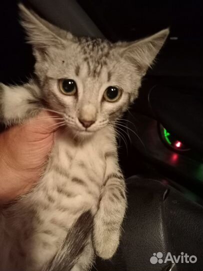 Котенок девочка