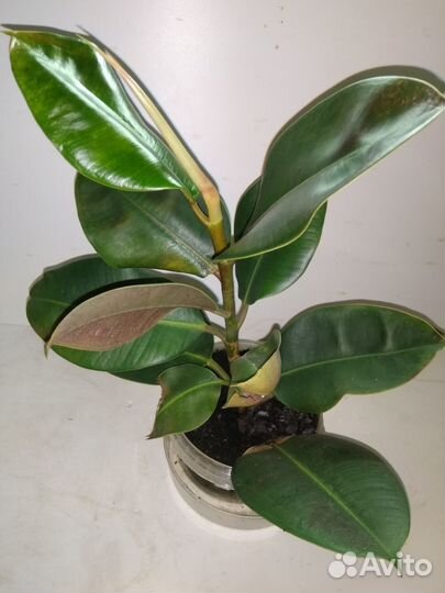 Фикус каучуконосный (Ficus elastica)