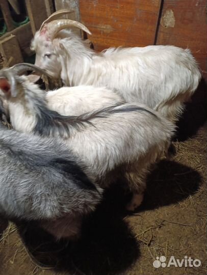 Козел на племя