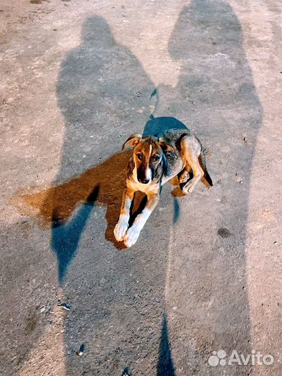 Очень милый мальчик в хорошие руки. Можно во двор