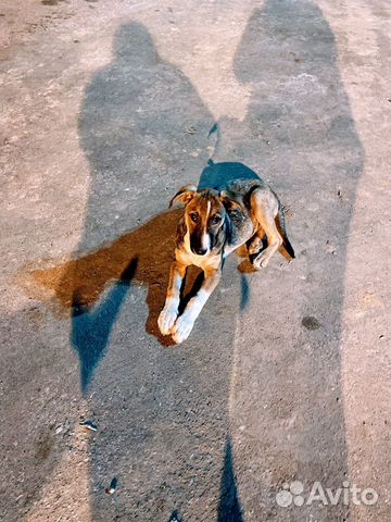 Очень милый мальчик в хорошие руки. Можно во двор