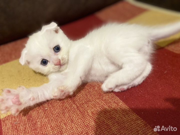 Шотланские котята