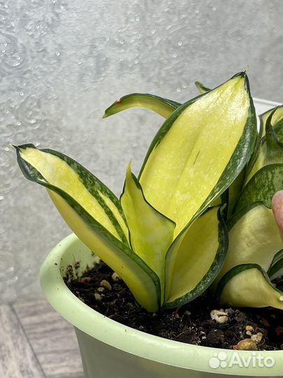 Сансевиерия Солид Голд