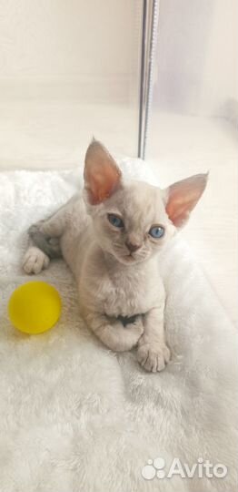 Котёнок девон-рекс девочка