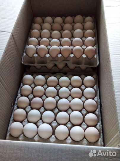 Инкубационное яйцо бройлера Арбор Айкрес (кобб700)