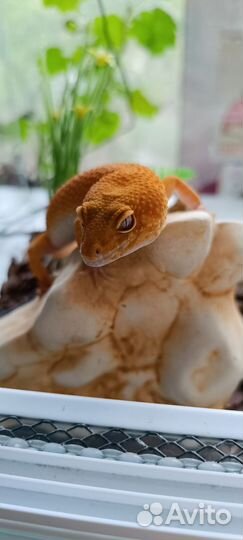 Эублефар с террариумом комплект