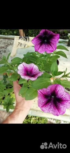 Рассада питуньи